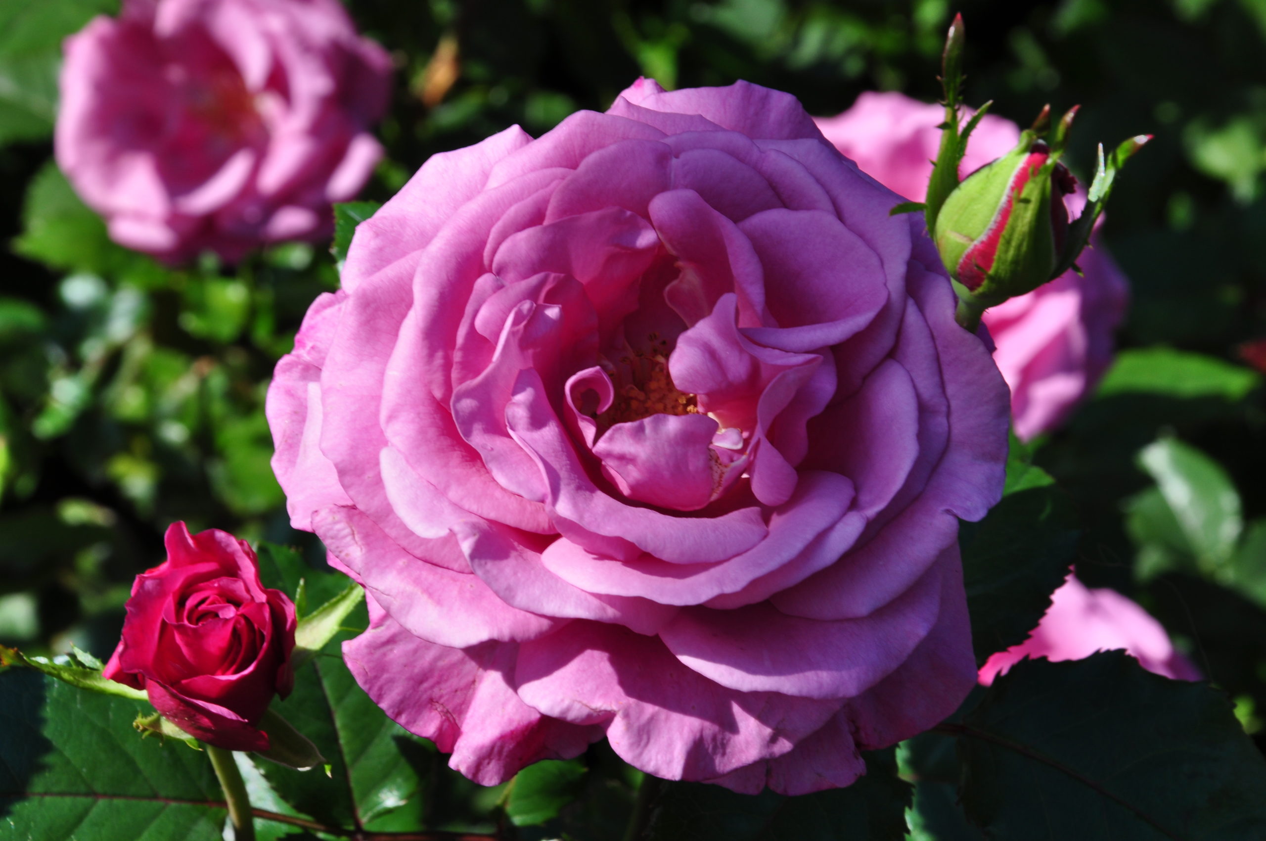 La rosa damascena, simbolo di Kazanlak