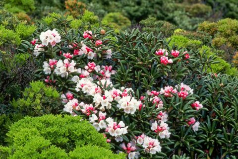 rododendro Yakushima
