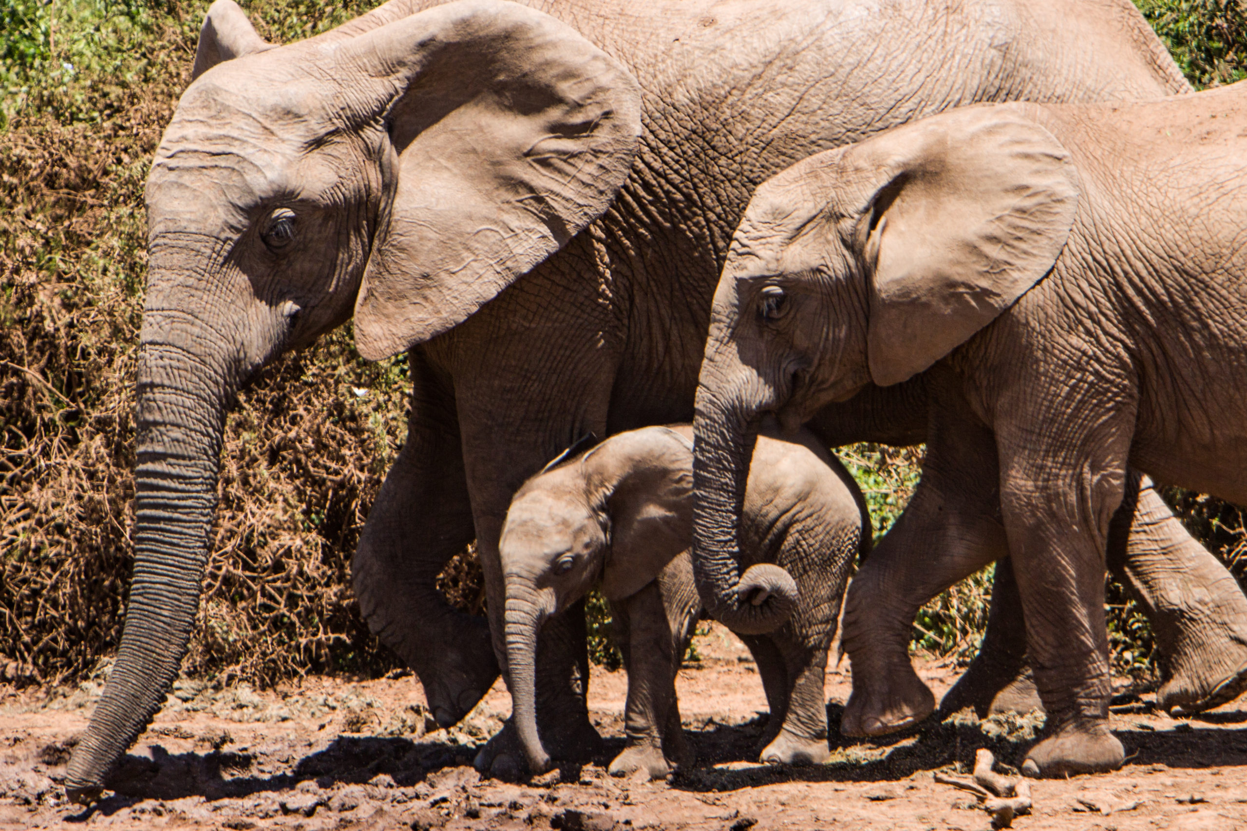Addo Elephant National Park Sudafrica
