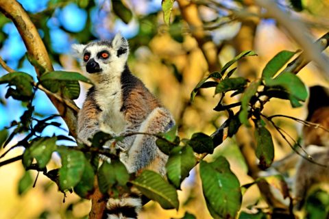 lemure Madagascar