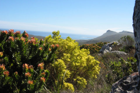 Table Mountain National Park SUdafrica
