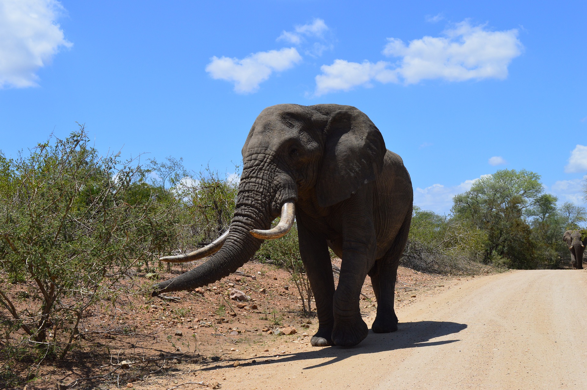 Как выглядит слоновая. Парк Крюгера саванный слон. Саванный Африканский слон Африки. Африканский кустарниковый слон. Национальный парк Крюгера, Южная Африка слоны.