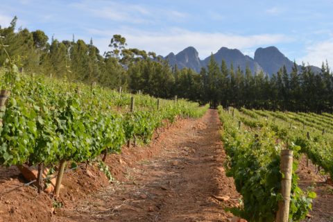 Sudafrica Winelands