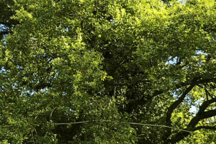 Alberi monumentali dell’Emilia-Romagna sitografia e bibliografia