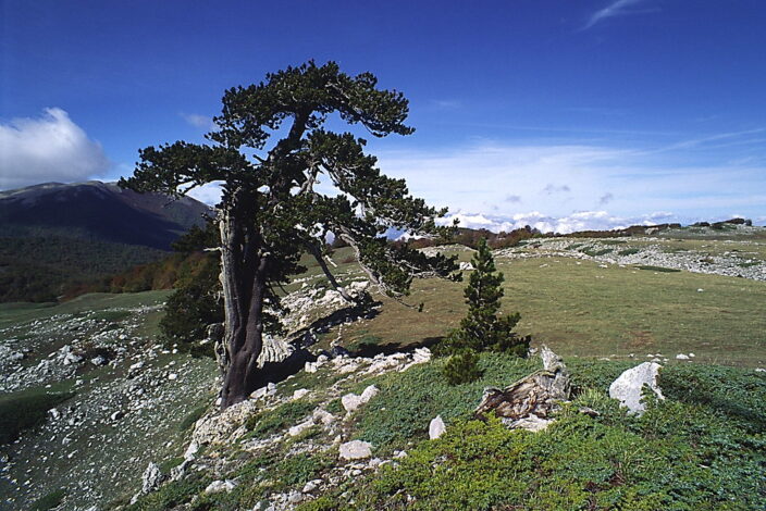 Il pino loricato, simbolo del Parco Nazionale del Pollino