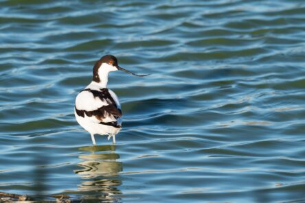 Birdwatching alla foce del Bevano (RA)