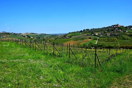 Trek&Wine: Sui tratturi di Longiano-Roncofreddo (FC)