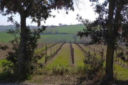 Trek&Wine: I misteri di Montebello (RN)