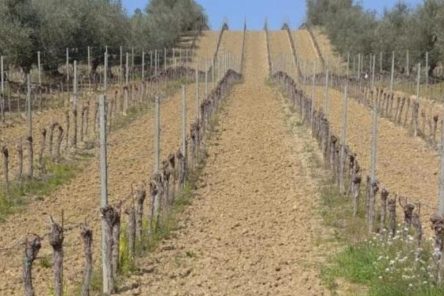Trek&Wine: Panorami sui crinali di Serra (RN)